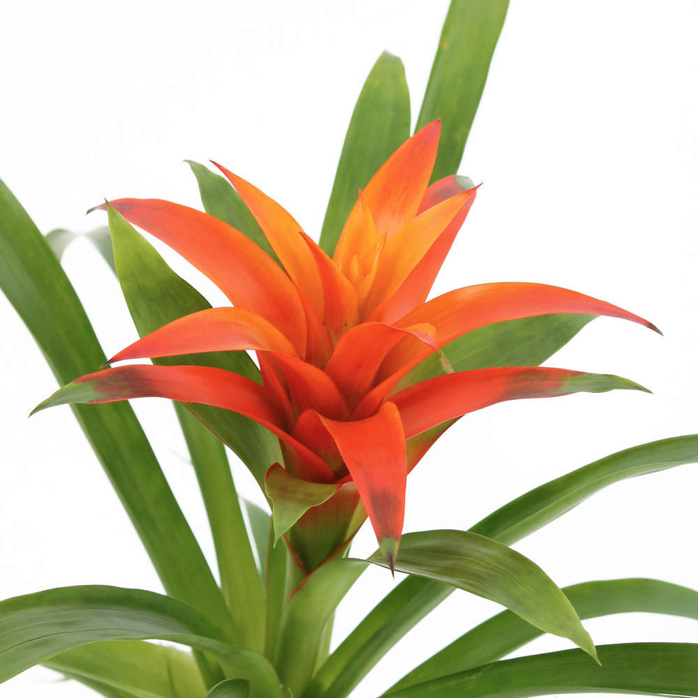 Bromeliacee Coupe Céramique D16 Cm - Coloris Variables