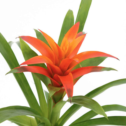  Bromeliacee Coupe Céramique D16 Cm - Coloris Variables