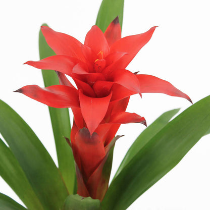  Bromeliacee Coupe Céramique D16 Cm - Coloris Variables