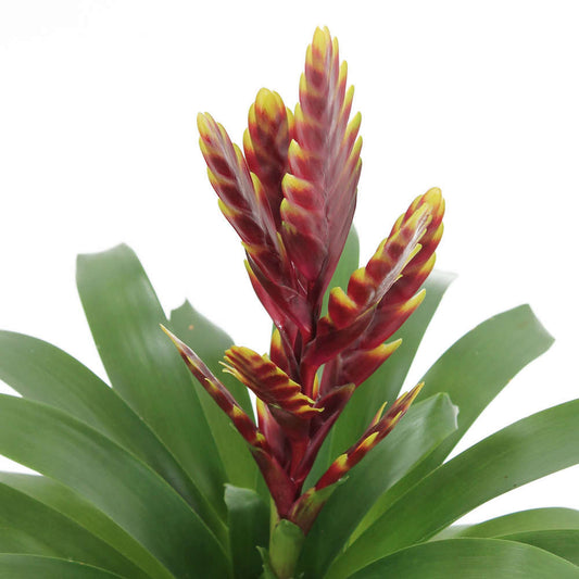  Bromeliacee Coupe Céramique D16 Cm - Coloris Variables