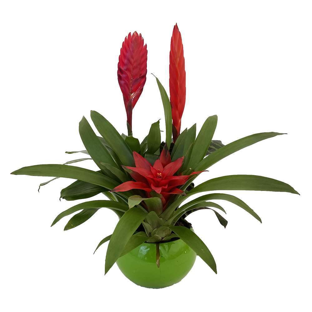  Bromeliacee Coupe Céramique D16 Cm - Coloris Variables