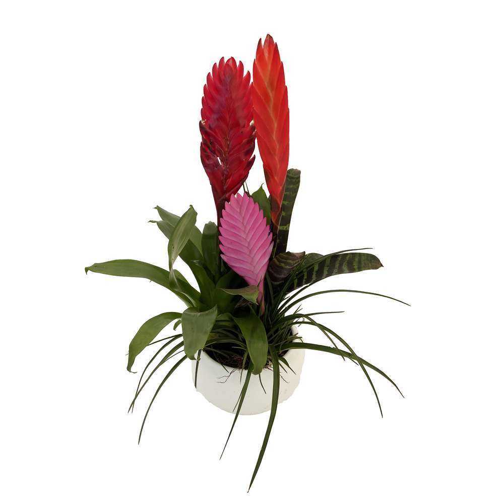  Bromeliacee Coupe Céramique D16 Cm - Coloris Variables