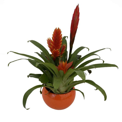  Bromeliacee Coupe Céramique D16 Cm - Coloris Variables