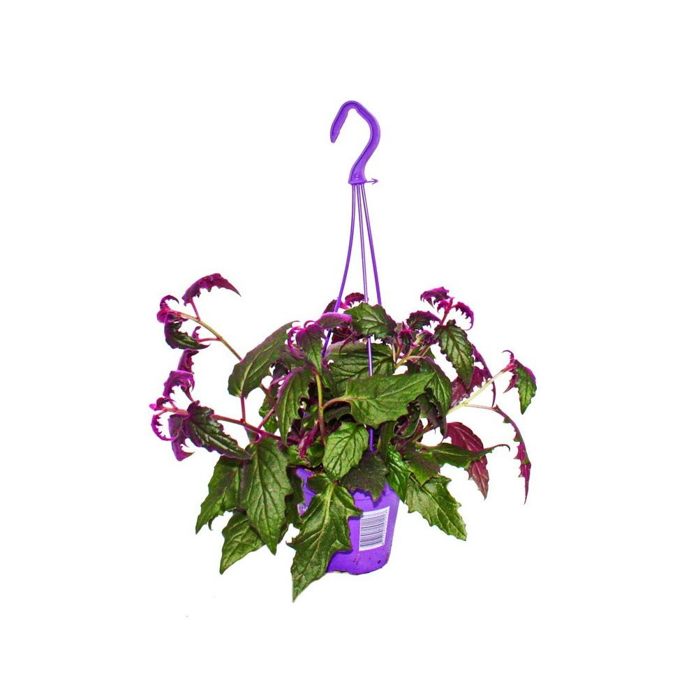  Gynura Purple Passion - Feuille De Velours - Ortie Velours - Plante Violette 14cm Supension