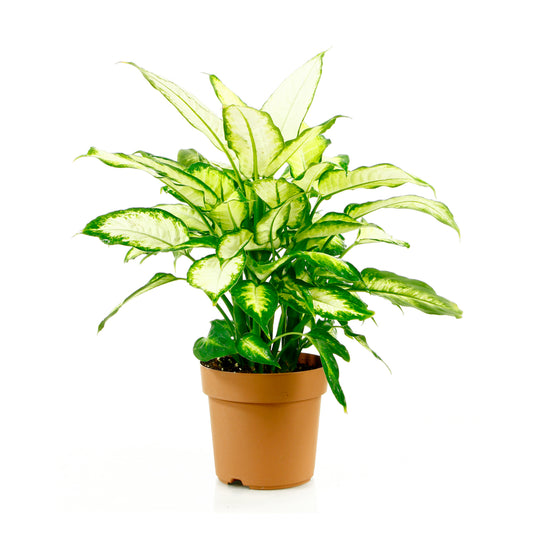  Dieffenbachia Camilla