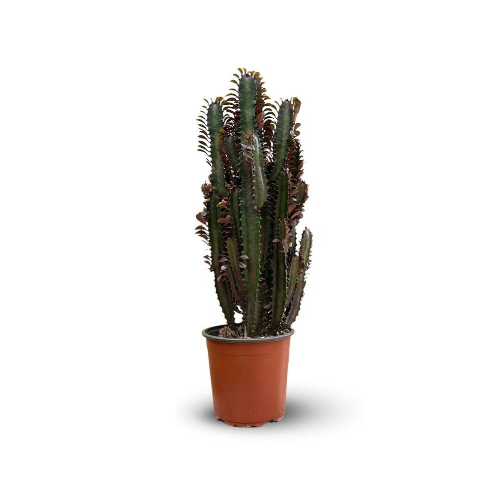  Euphorbe Trigona - Rubra - ↕ 50-60 Cm - ⌀ 17 Cm - Cactus Et Plantes Grasses