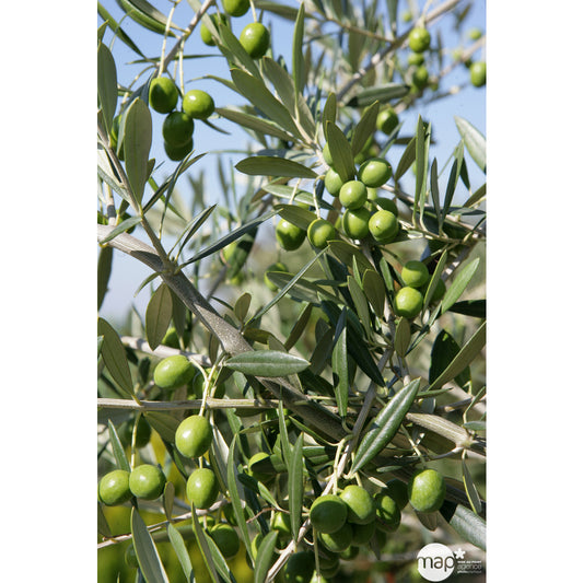  Olivier, Olea Europeae : Touffe : Pot 15L