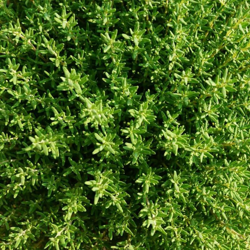  Thym (thymus Officinalis)