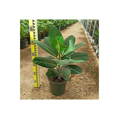  Ficus Benghalensis 'audrey' (figuier Des Banyans 'audrey') Pot De 65l - 70/100cm