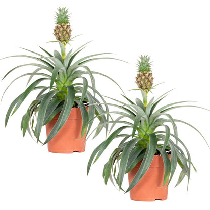  Lot De 2 - Ananas Mi Amigo - Plante Ananas - Plante Anti-ronflement - 30-40 Cm De Haut - Pot 12 Cm