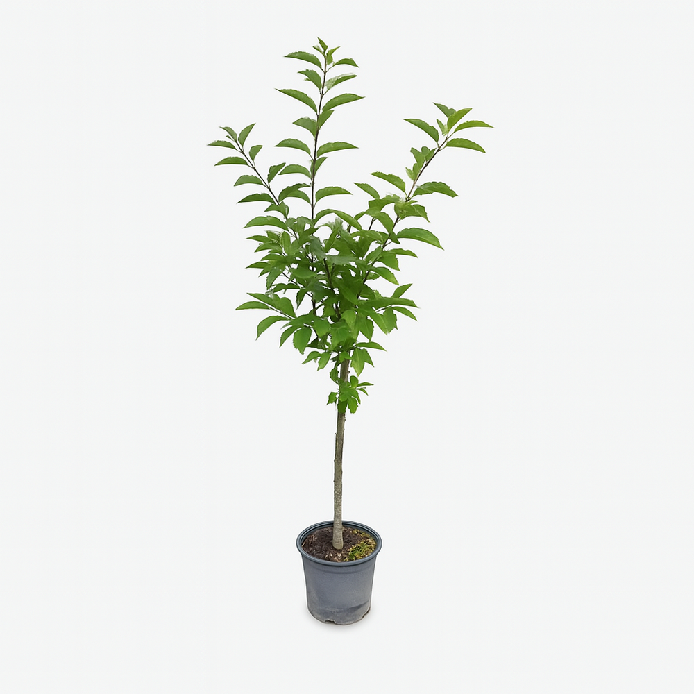  Cerisier Bigarreau Coeur Pigeon - Pot 10 L