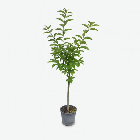  Cerisier Bigarreau Coeur Pigeon - Pot 10 L