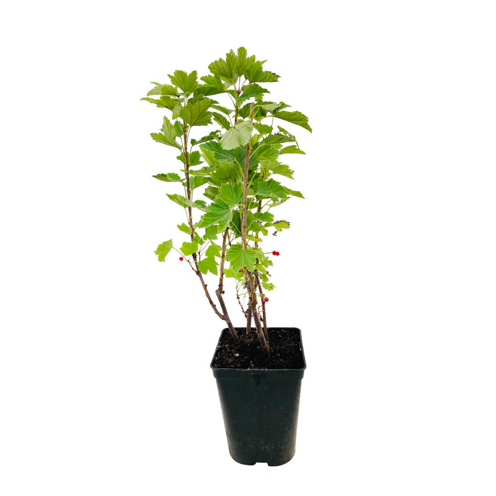  Groseillier Grappes 'London Market' Bio : Pot De 3 Litres