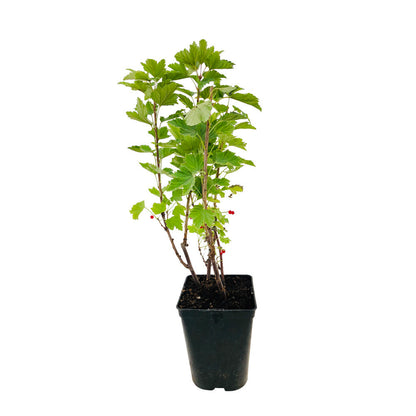  Groseillier Grappes 'London Market' Bio : Pot De 3 Litres