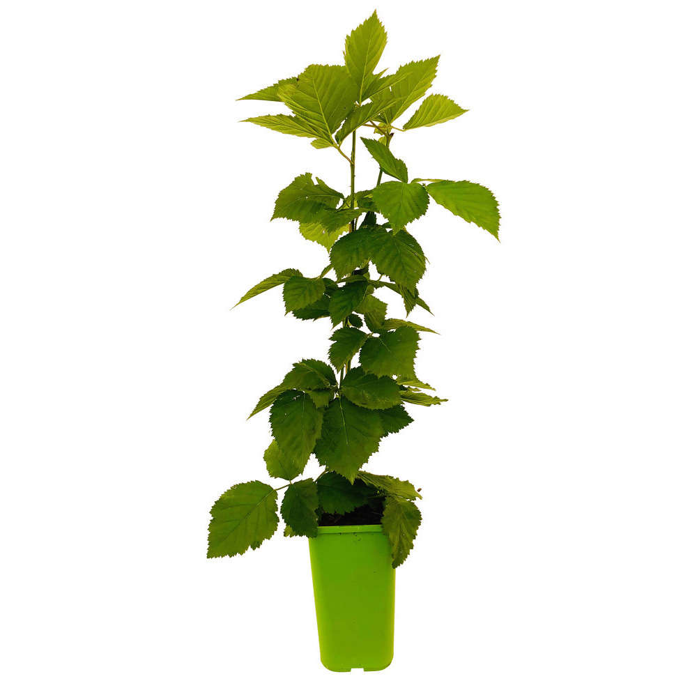  Mûrier 'Triple Crown' : Pot De 1,5 Litres