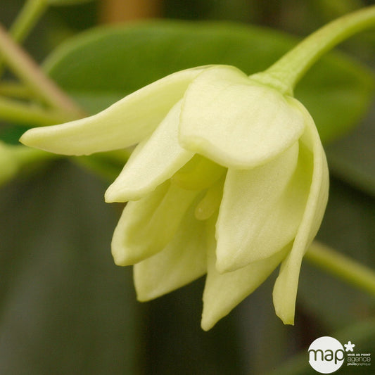  Holboellia Latifolia - Echelle - Pot 3L