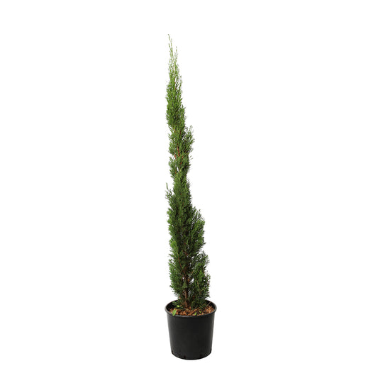  Cupressus Sempervirens 'Totem' :H. 100/110 Cm Pot 10 L