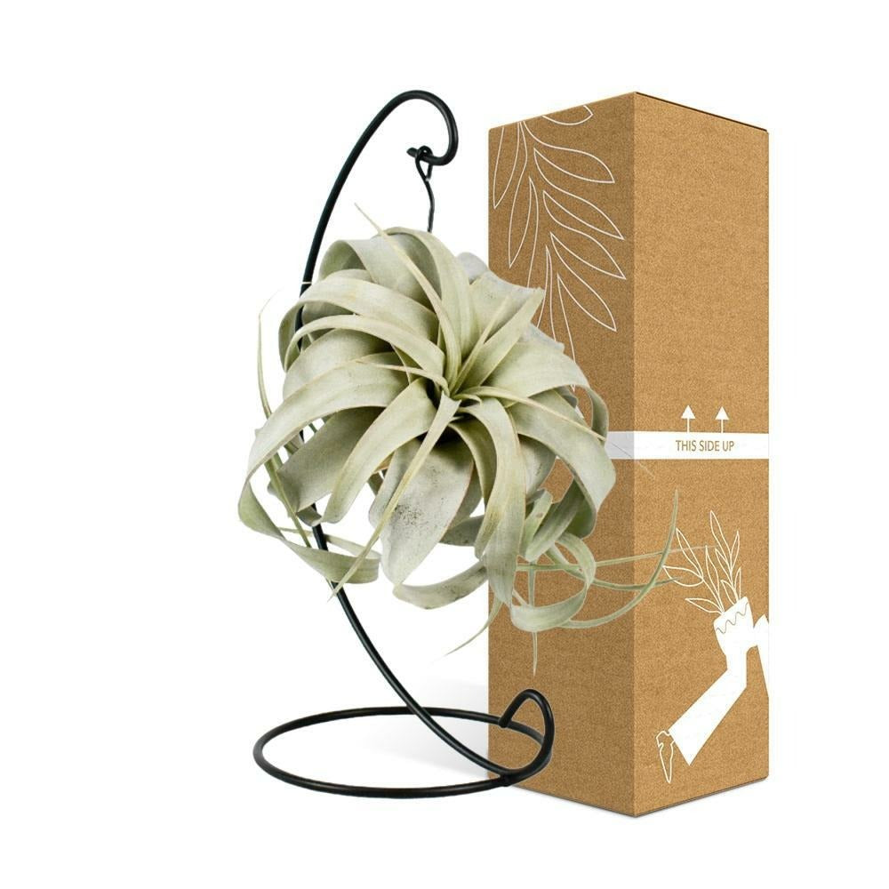  Tillandsia King Xero 23cm - Plante D'intérieur