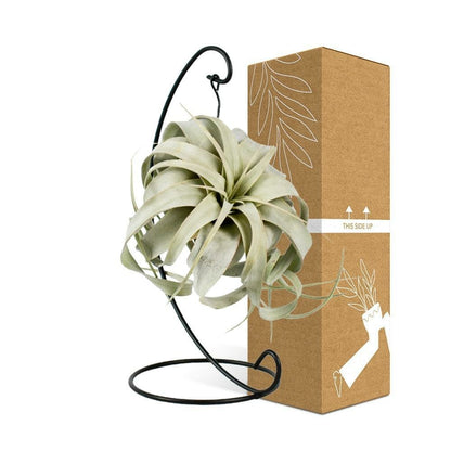  Tillandsia King Xero 23cm - Plante D'intérieur