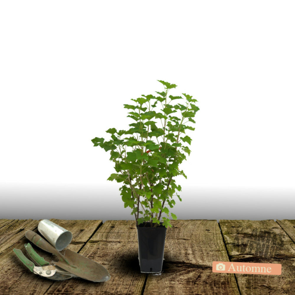  Groseillier à Grappes Versaillaise Blanche/[-]pot De 5l - 40/80 Cm