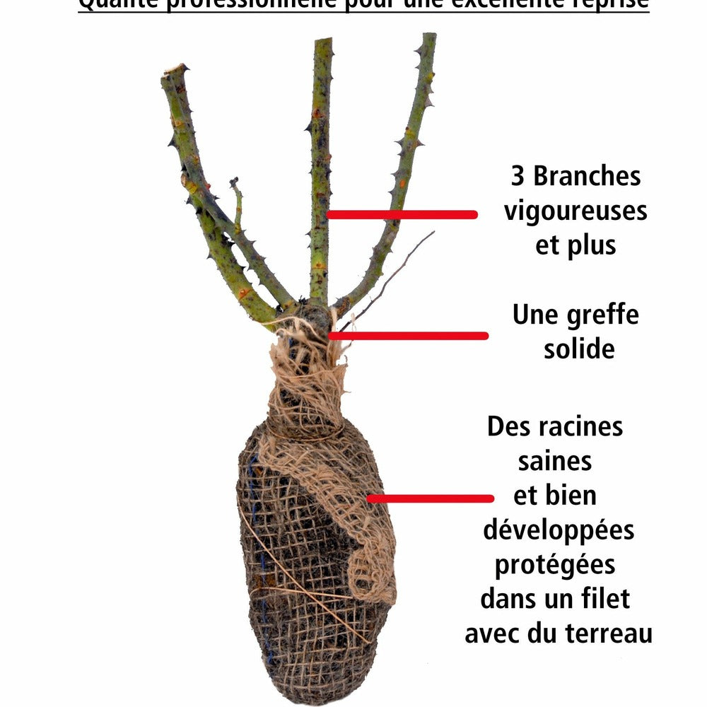  Rosier Buisson Whisky - La Motte / 3+ Branches