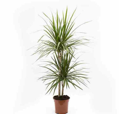  Dracaena Marginata 'vert' (dragonnier) Pot De 80l - Total 175/200cm