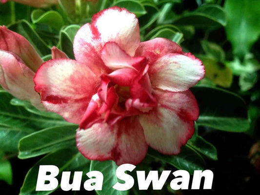  Adenium Obesum Cv.bua Swanet Rouge - Caudex D'environ 300g 20/25cm