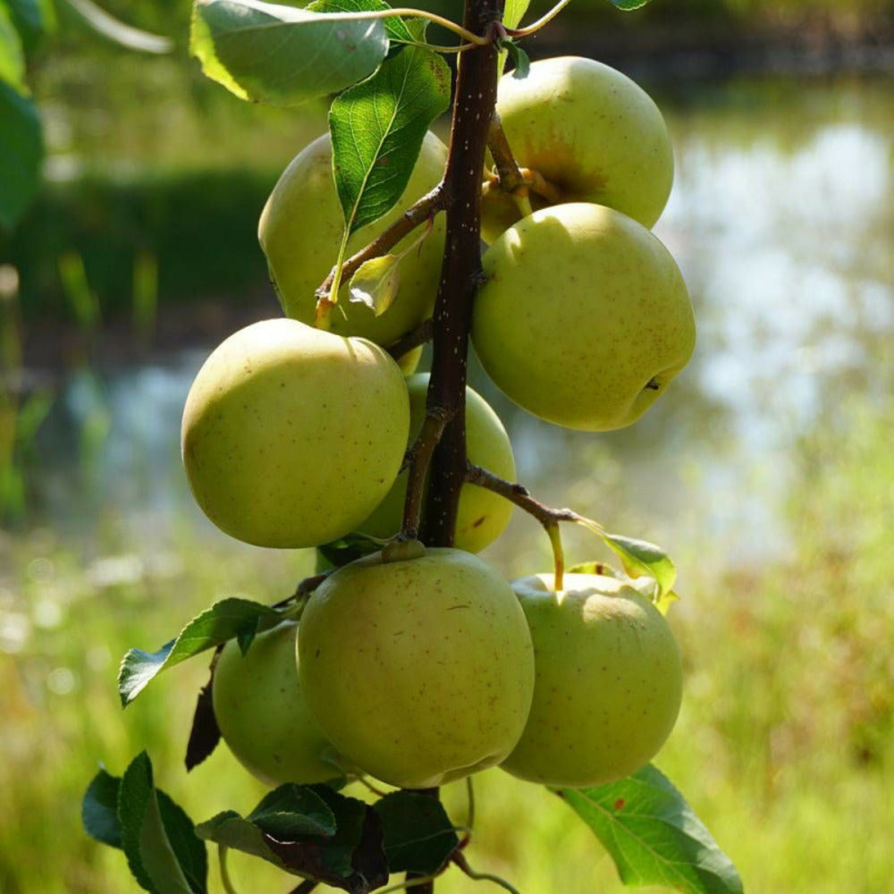  Pommier Golden Delicious/[-]pot De 15l - Double U - 150/175 Cm