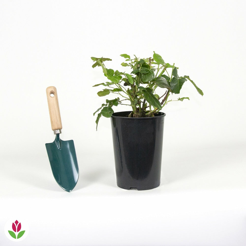  Rosier Amber Queen ® - Le Pot / 3l / Hauteur Livrée 15-40cm