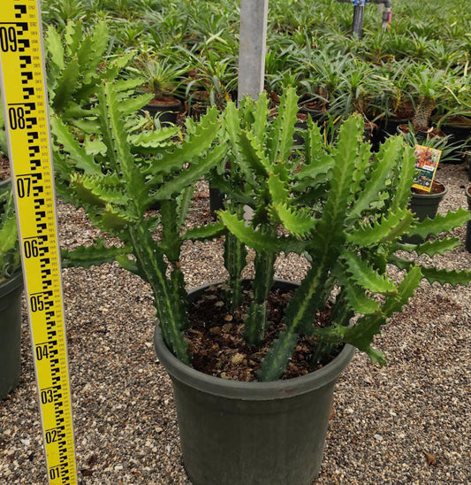  Euphorbia Lactea Pot De 80l - 150/175cm