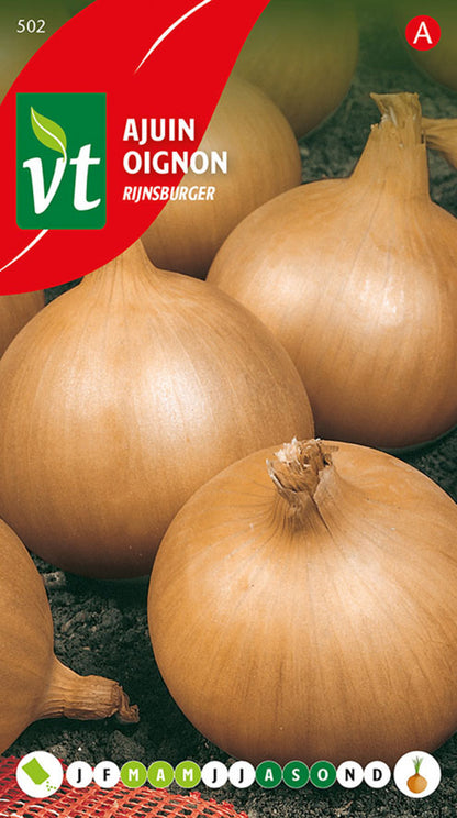  Oignon Rijnsburger - Ca. 4 Gr (livraison Gratuite)