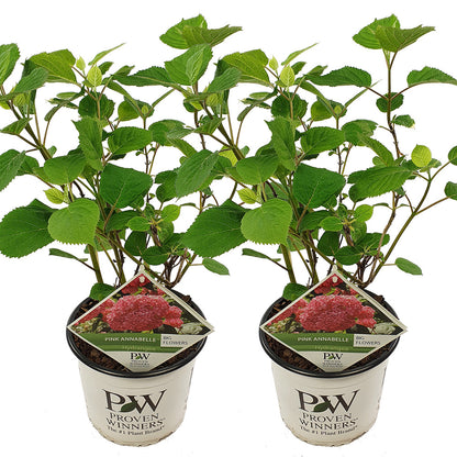  Lot De 2 - Hydrangea Pink Annabelle - Hortensia - Rose - 40-50 Cm De Haut - Pot 19 Cm