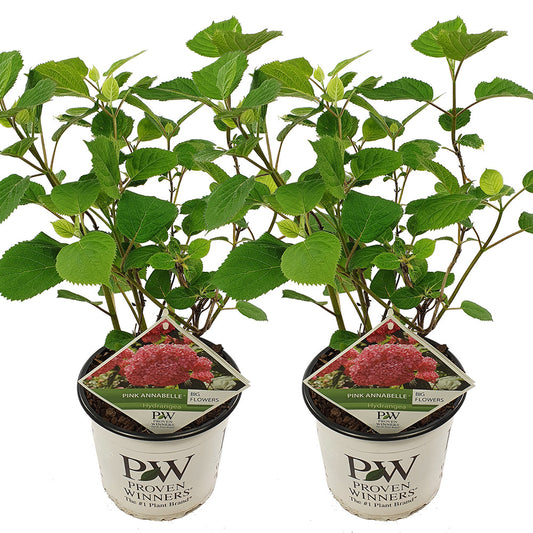  Lot De 2 - Hydrangea Pink Annabelle - Hortensia - Rose - 40-50 Cm De Haut - Pot 19 Cm