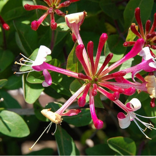  2 X Chèvrefeuille Du Japon - Lonicera Periclymenum 'belgica Select' - 50-60 Cm Pot