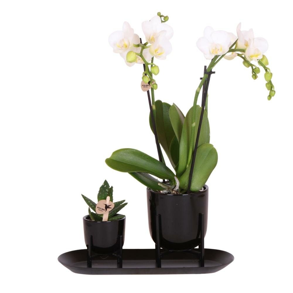  Kolibri Company - Ensemble Orchidée Blanche Et Succulente Sur Plateau Noir