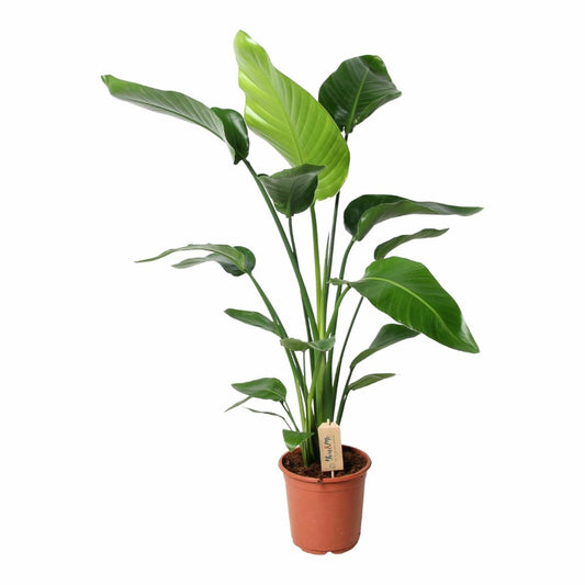  Grand Strelitzia Nicolai 100cm - Plante D'intérieur