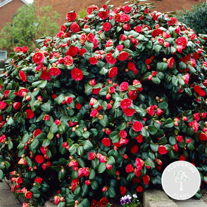  Camellia Japonica 'black Lace' - Rosier Du Japon - Buisson - Persistant - ⌀15 Cm - ↕30-35 Cm