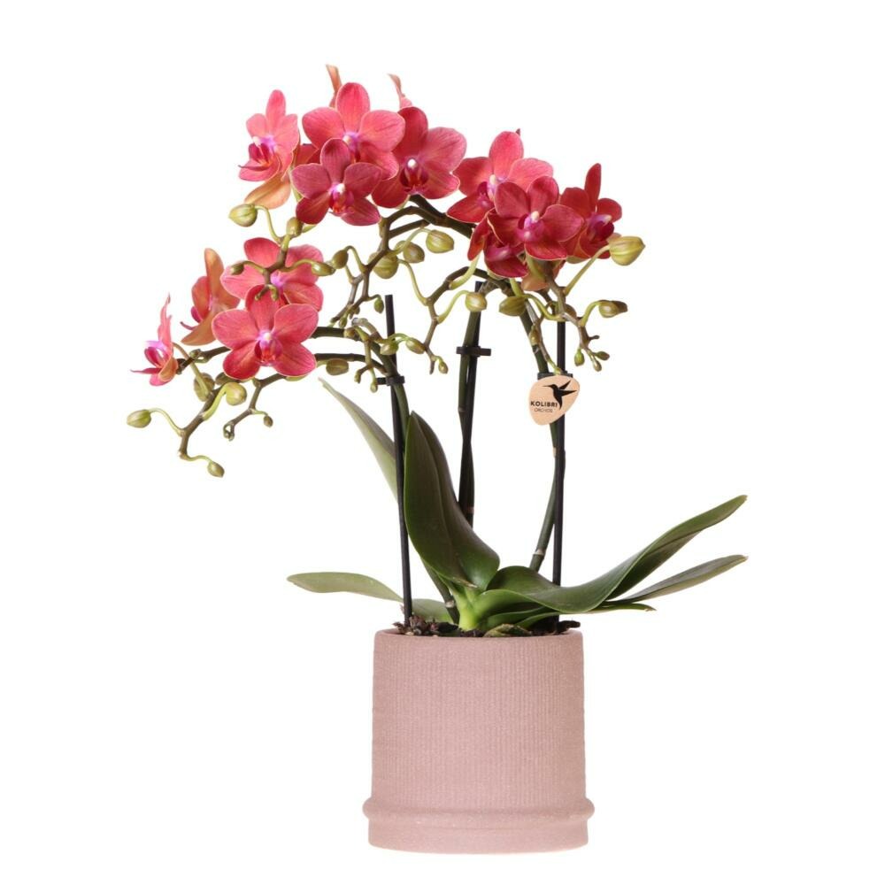  Kolibri Orchids Orchidée Rouge Congo + Bali Zierpot Sand - Taille De Pot 9cm