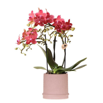  Kolibri Orchids Orchidée Rouge Congo + Bali Zierpot Sand - Taille De Pot 9cm
