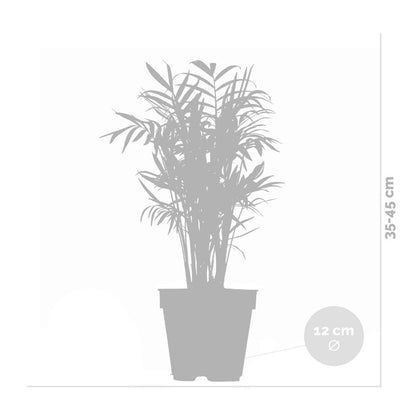  Chamaedorea Elegans - Palmier Nain Mexicain - Plante D’intérieur - Hauteur 30-40 Cm - Pot 12 Cm