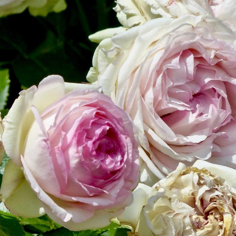  Rosier Grimpante - Rosa 'pierre De Ronsard'