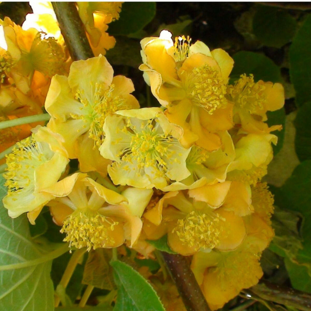  Kiwi Chinensis Tomuri (mâle)/[-]godet - 5/20 Cm