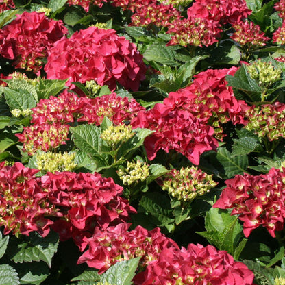  2 X Hortensia 'kardinal' - Hydrangea Macrophylla 'kardinal' - 25-30 Cm Pot