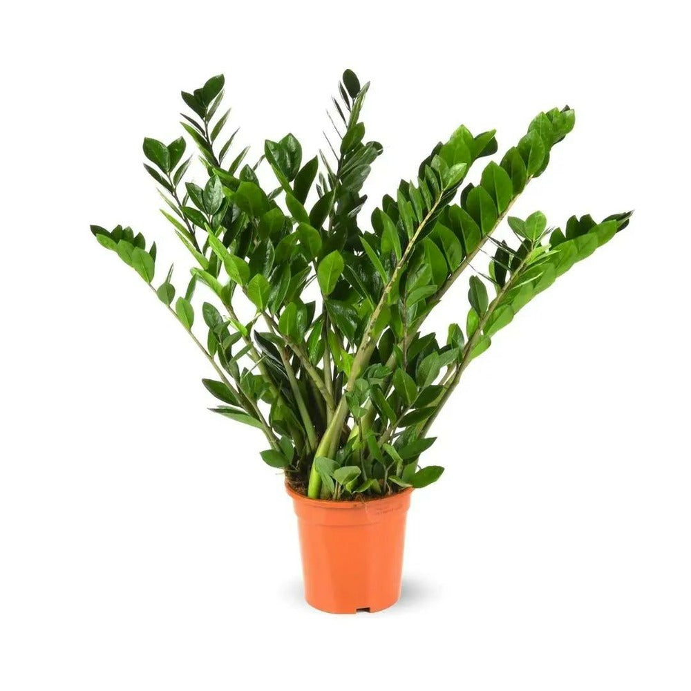  Zamioculcas Zamiifolia - Plante Zz - ↕ 70-80 Cm - ⌀ 17 Cm - Plante D'intérieur - Succulente