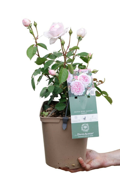  Rosier David Austin 'olivia Rose' ? - En Pot De 5 Litres
