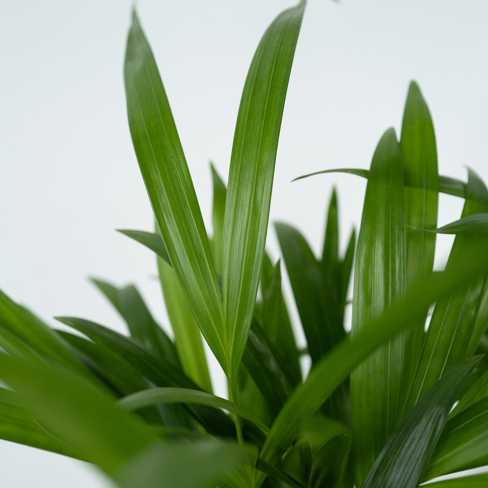  Palmier Areca - Set De 2 - Dypsis Lutescens - Hauteur 60-70cm - ⌀17cm