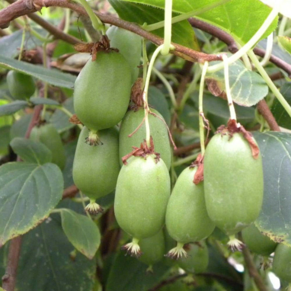  Kiwi De Sibérie Arguta Issaï (autofertile)/[-]pot De 3l - Echelle Bambou 60/120 Cm