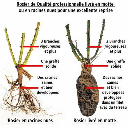  Rosier Buisson Osiria - La Pièce En Racine Nue / 3+ Branches