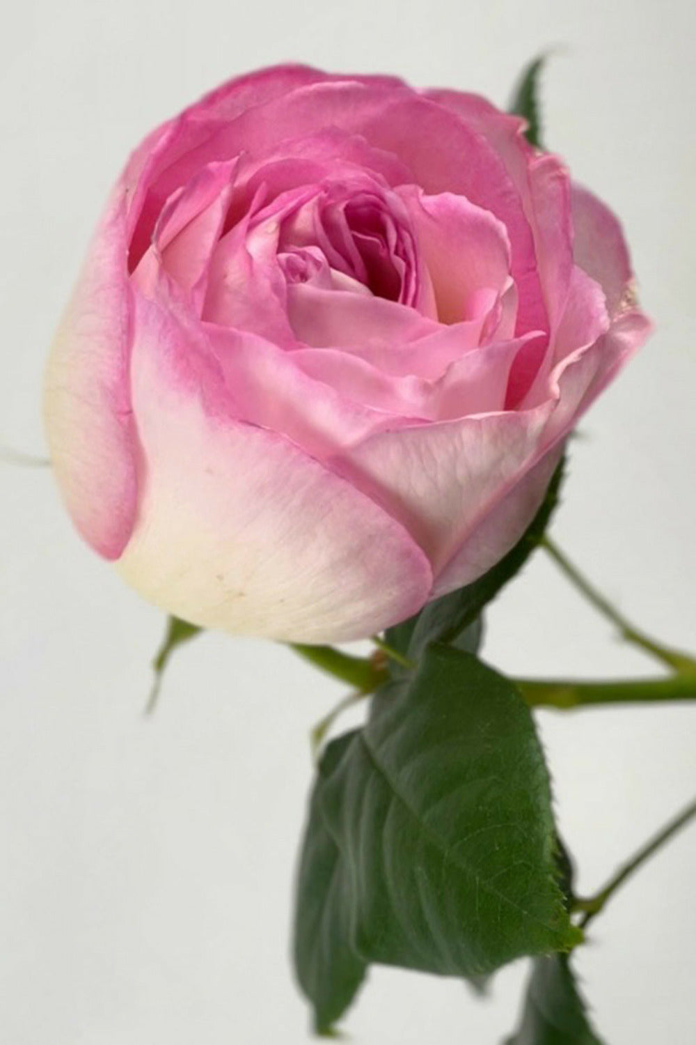  Rosier 'camille Claudel' ? - En Pot De 4/5 Litres