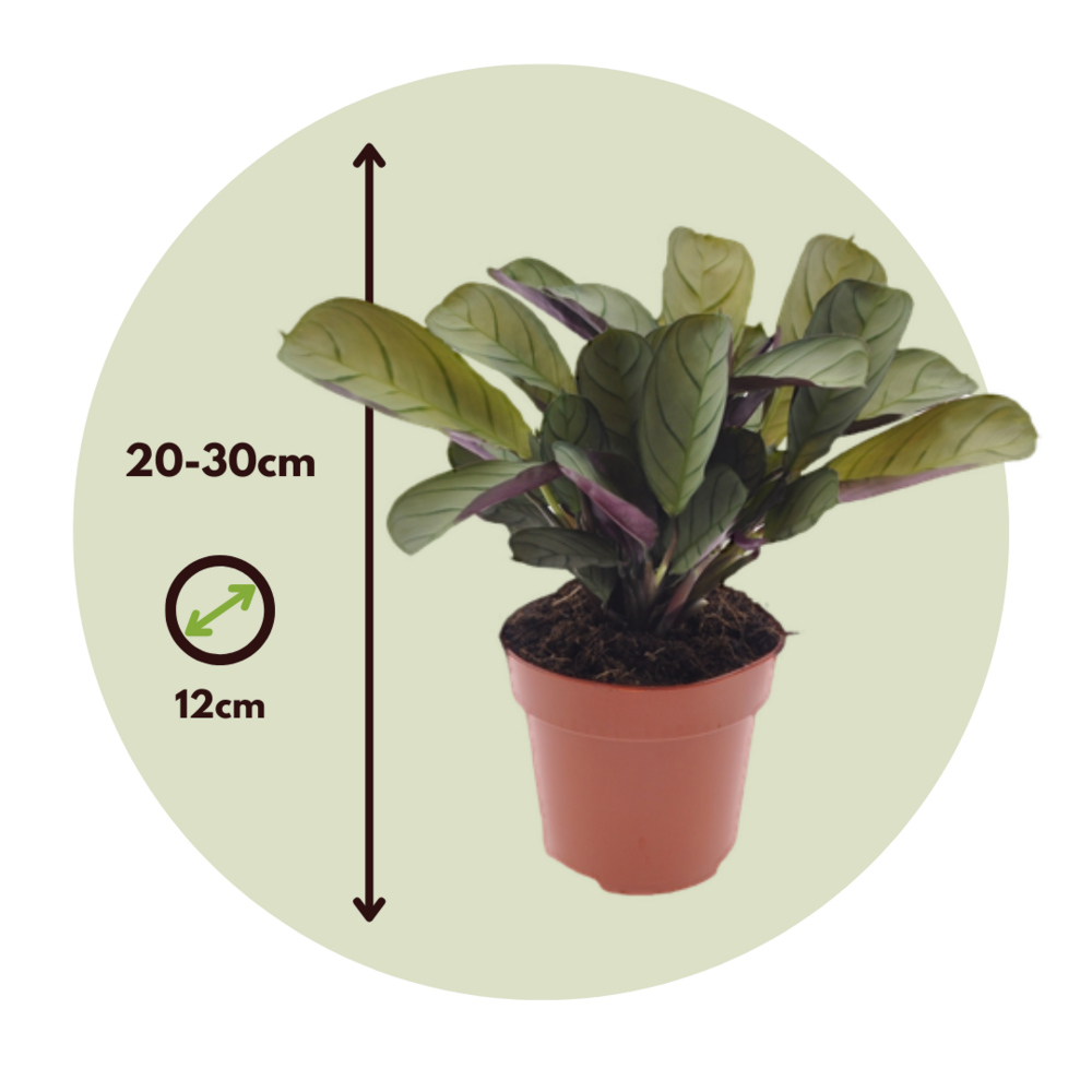  Plante Dormeuse - Ctenanthe 'amagris' - Hauteur 20-30cm - ⌀12cm